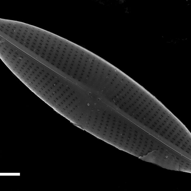 Navicula subrhynchocephala SEM5