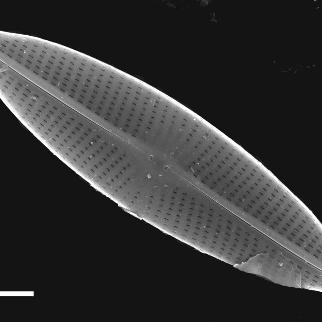 Navicula subrhynchocephala SEM6