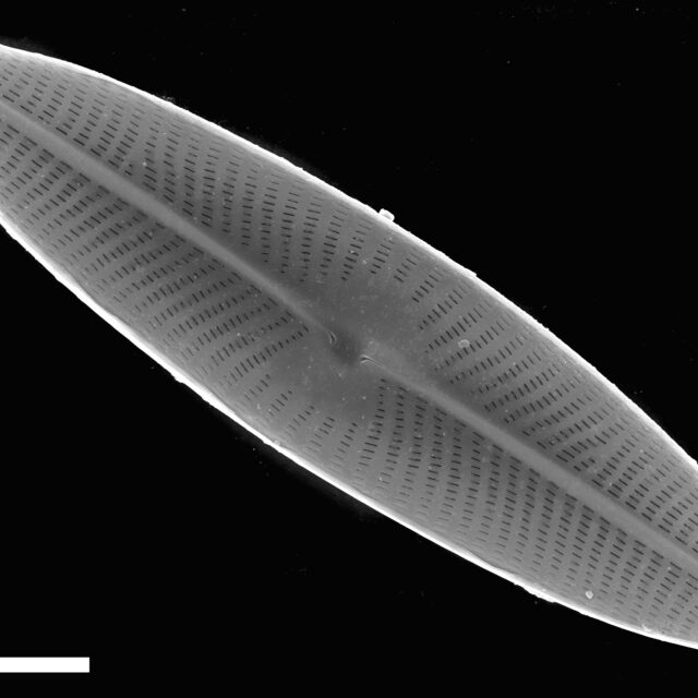 Navicula viridula SEM1