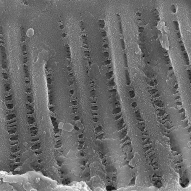 Surirella minuta SEM3