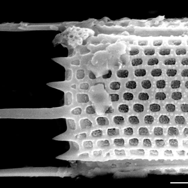 Aulacoseira granulata SEM4