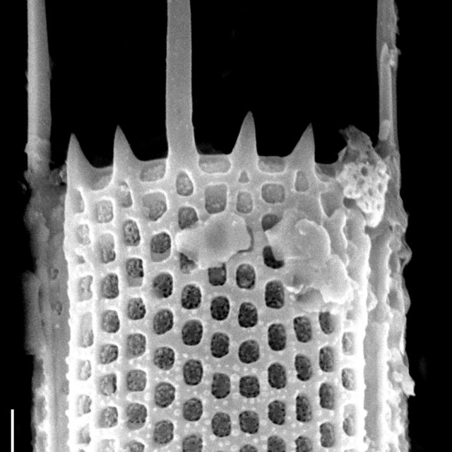 Aulacoseira granulata SEM5