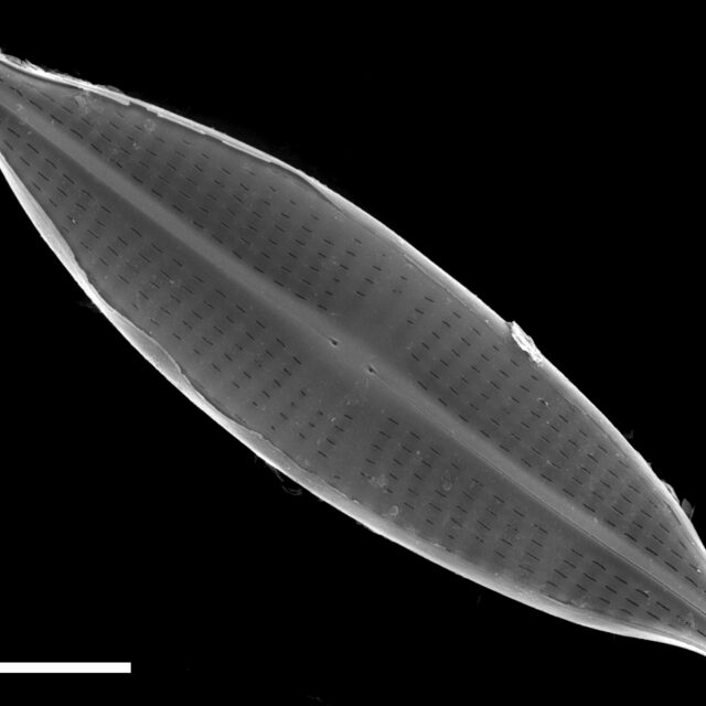 Navicula subrostellata SEM1