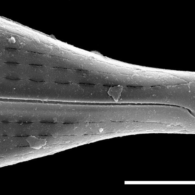 Navicula subrostellata SEM3