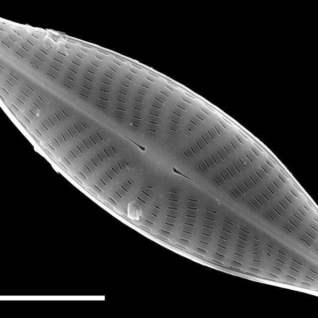 Navicula reichardtiana SEM1