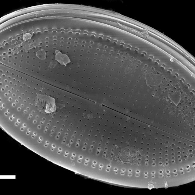 Cocconeis fluviatilis SEM1