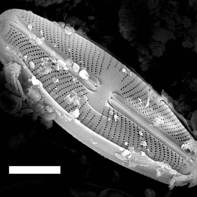 Sellaphora rexii SEM1