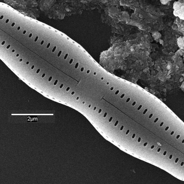 Humidophila undulata SEM1