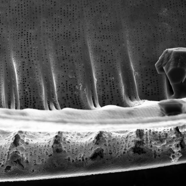 Iconella guatimalensis SEM3