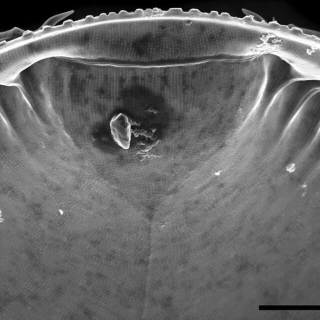 Iconella guatimalensis SEM4