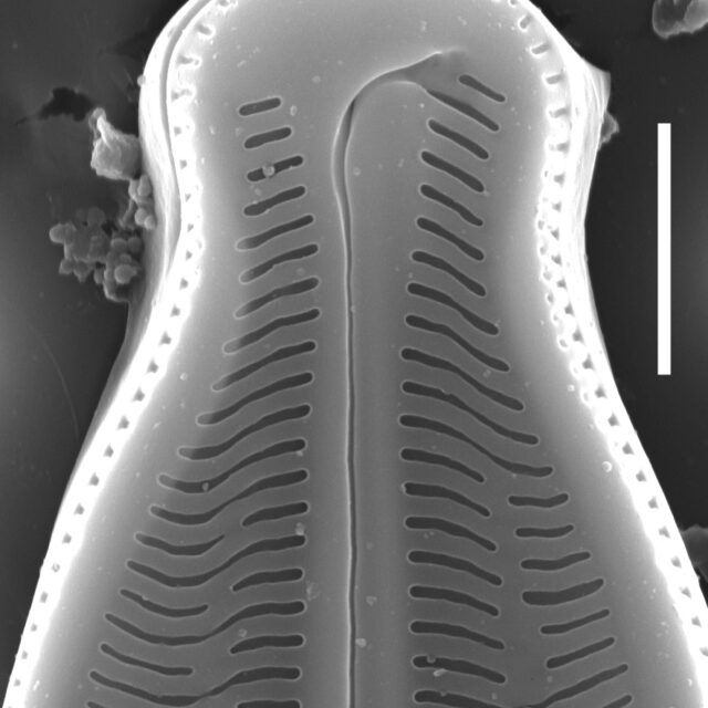 Kobayasiella okadae SEM1