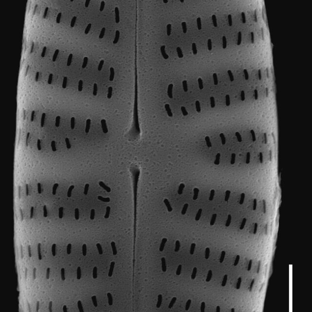 Hippodonta hungarica SEM1