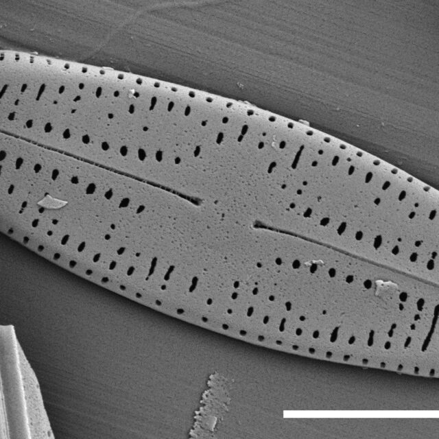 Chamaepinnularia witkowkii SEM2