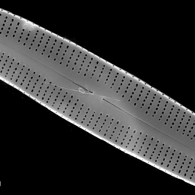 Rossithidium anastasiae SEM2