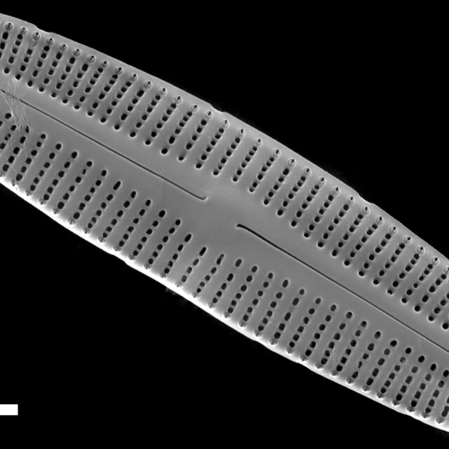 Rossithidium anastasiae SEM3