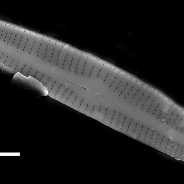 Achnanthidium gracillimum SEM2