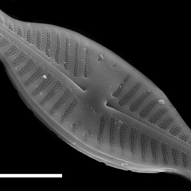 Planothidium dubium SEM1