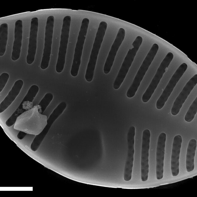 Planothidium dubium SEM2