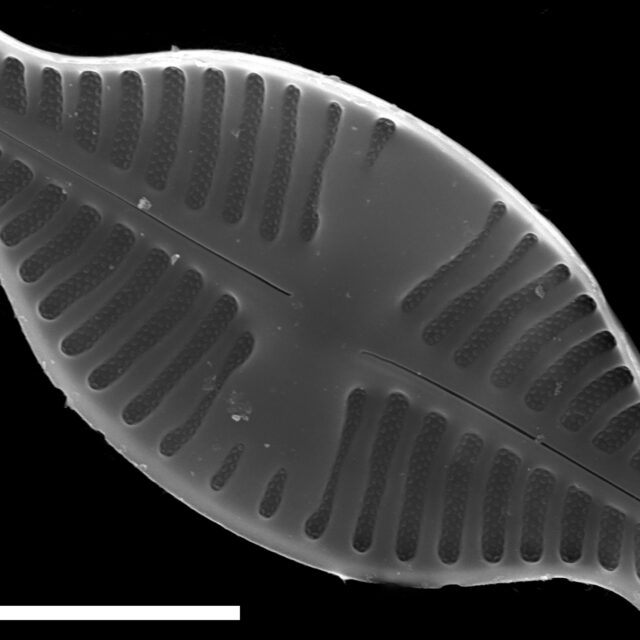 Planothidium dubium SEM3