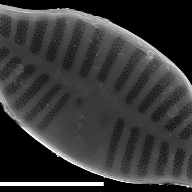 Planothidium dubium SEM4