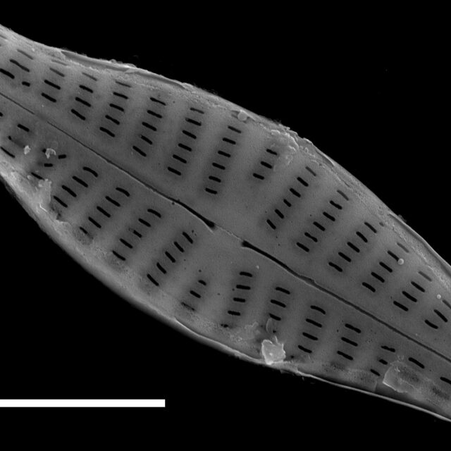 Hippodonta coxiae SEM1