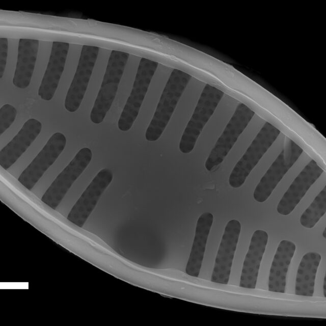 Planothidium lanceolatum SEM2