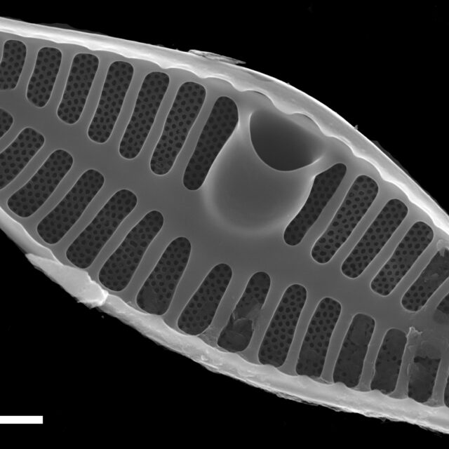 Planothidium frequentissimum SEM1