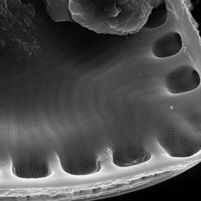 Surirella iowensis SEM2