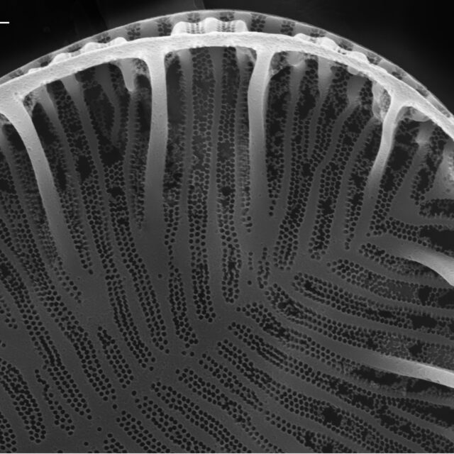 Surirella brebissonii SEM4