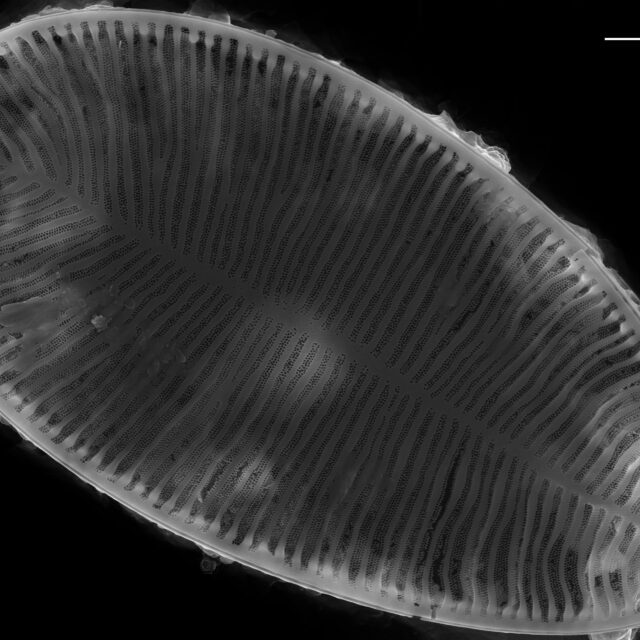 Surirella brebissonii SEM3