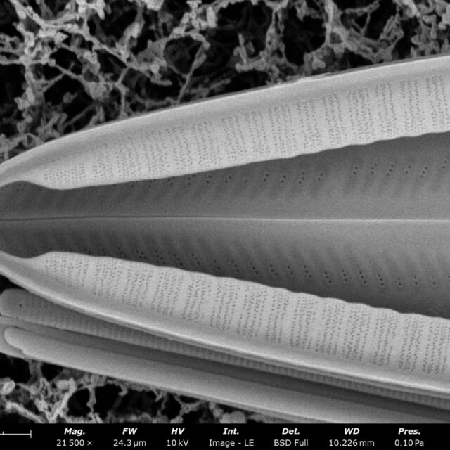 Mastogloia floridensis SEM4