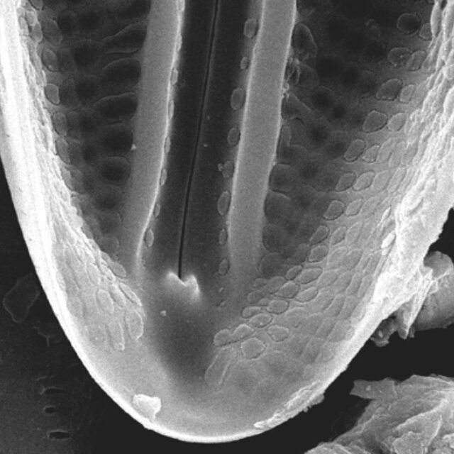 Muelleria tetonensis SEM4