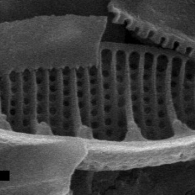 Nitzschia semirobusta SEM1