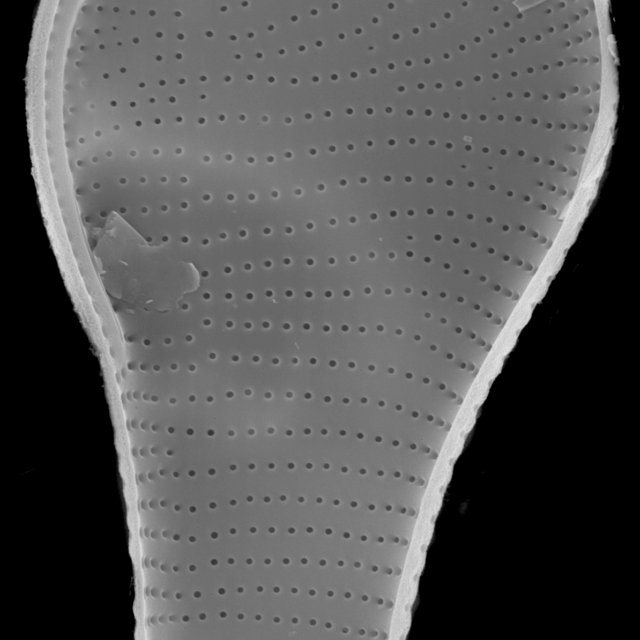 Actinella punctata SEM2