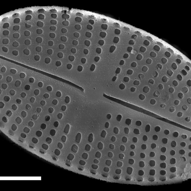 Psammothidium levanderi SEM1