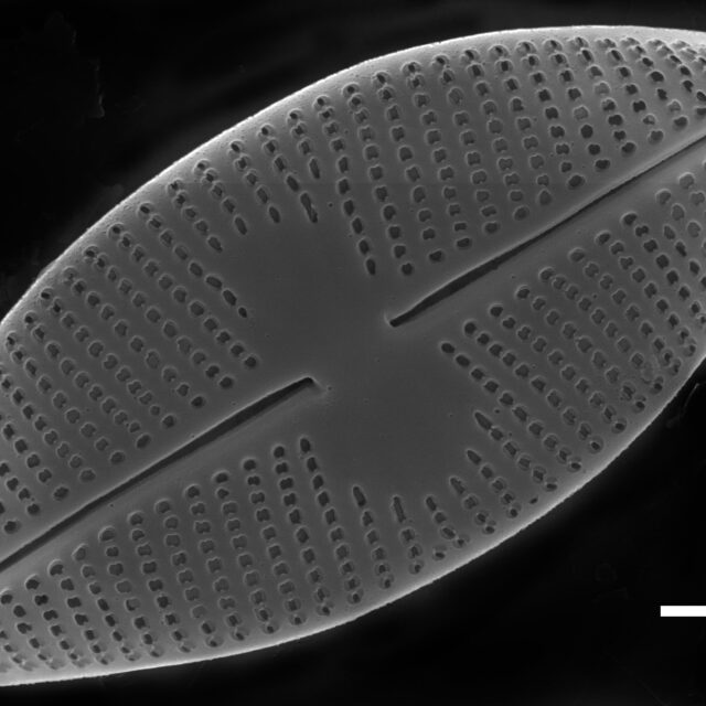 Psammothidium altaicum SEM1