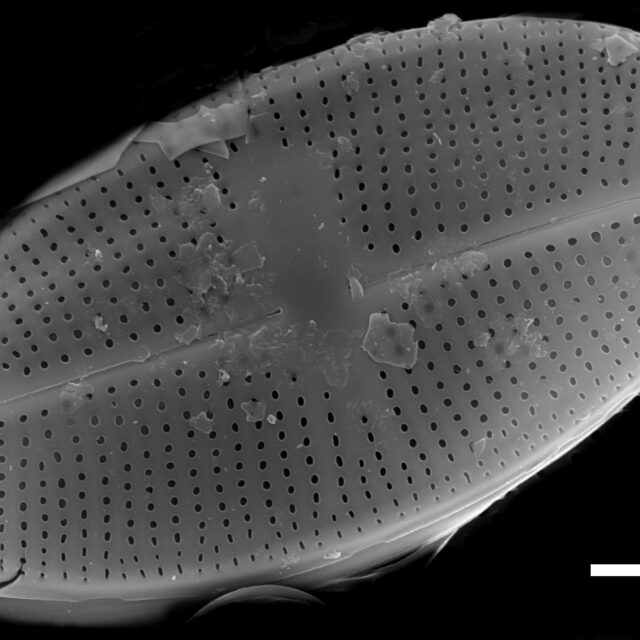 Psammothidium bioretii SEM4