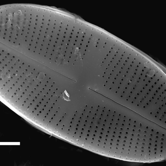 Psammothidium daonense SEM3