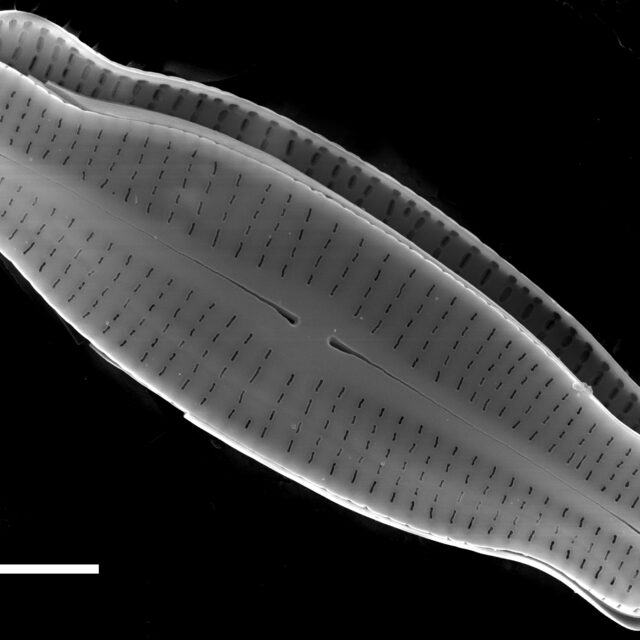 Achnanthidium latecephalum SEM3