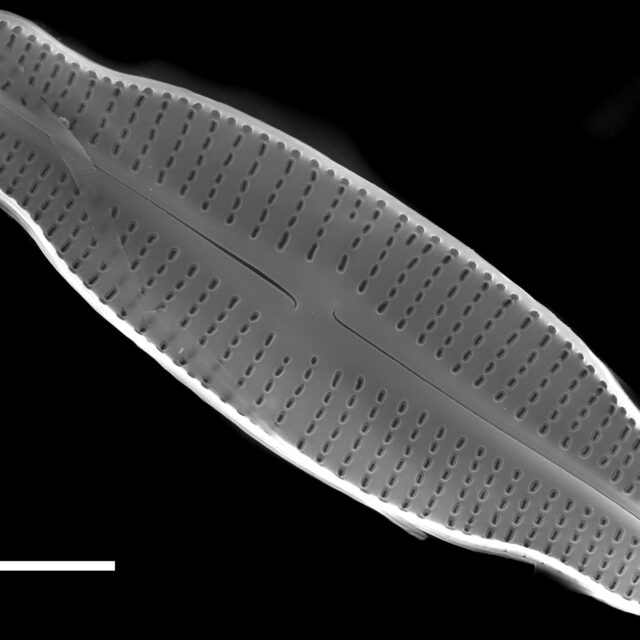 Achnanthidium latecephalum SEM4