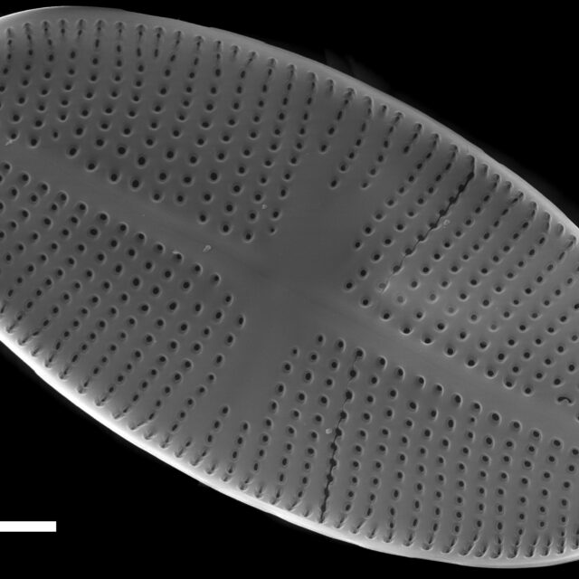 Psammothidium bioretii SEM2