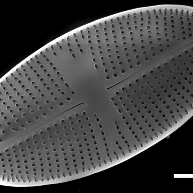 Psammothidium bioretii SEM3