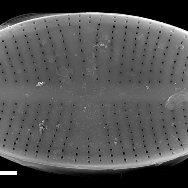 Psammothidium pennsylvanicum SEM2