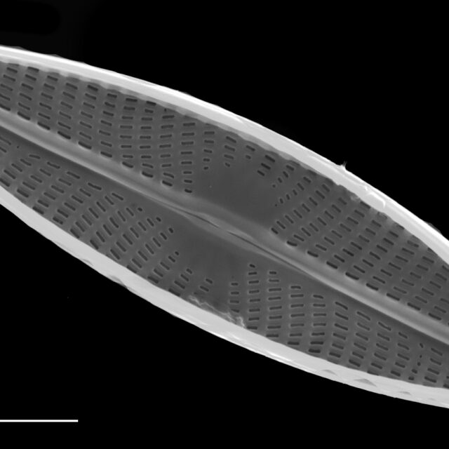 Navicula cryptocephala SEM3