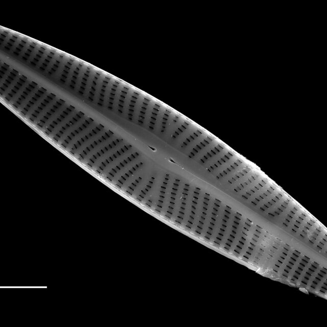 Navicula cryptotenella SEM2