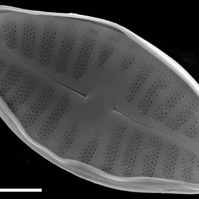 Planothidium frequentissimum SEM2