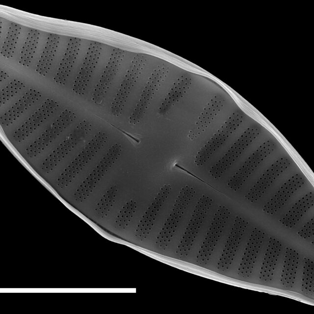 Planothidium lanceolatum SEM3