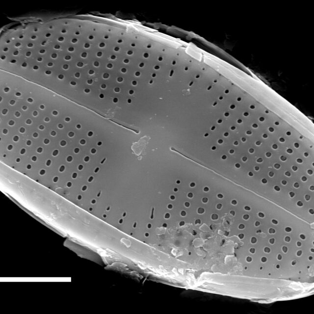 Psammothidium scoticum SEM2