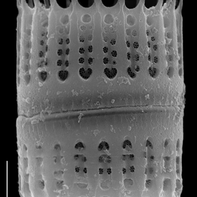 Aulacoseira humilis SEM3