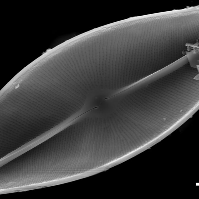 Eucocconeis flexella SEM1